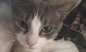 A gray-and-white cat pictured in the original flyer.